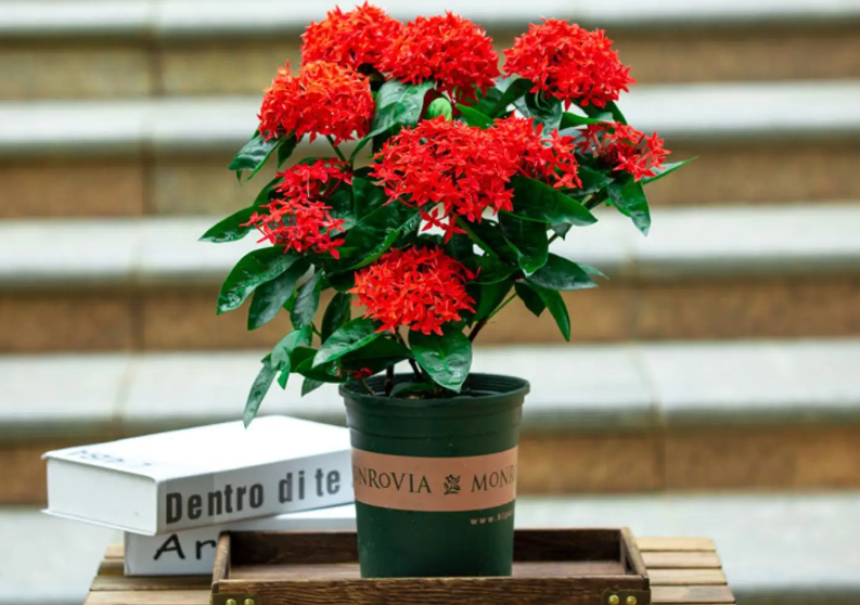 盆栽龙船花的养殖方法和注意事项