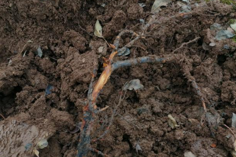 果树烂根最好的处理方法