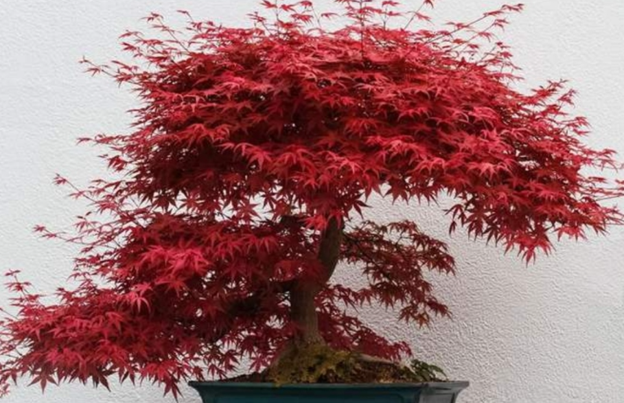 家里养枫叶树好不好