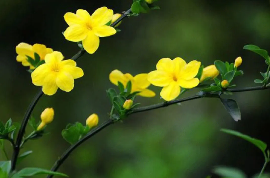 迎春花根怎么栽容易活