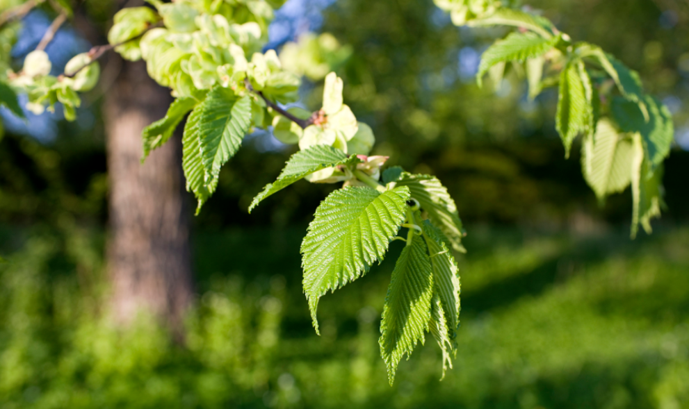 榆树扦插的最佳时间