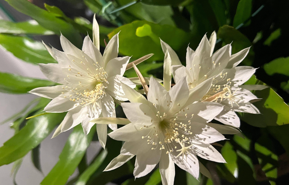 小叶昙花如何过冬