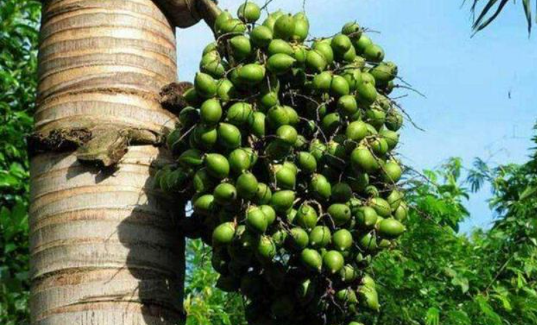 槟榔树多久才长出果子