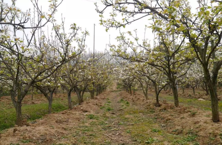 果树施底肥用什么肥料好