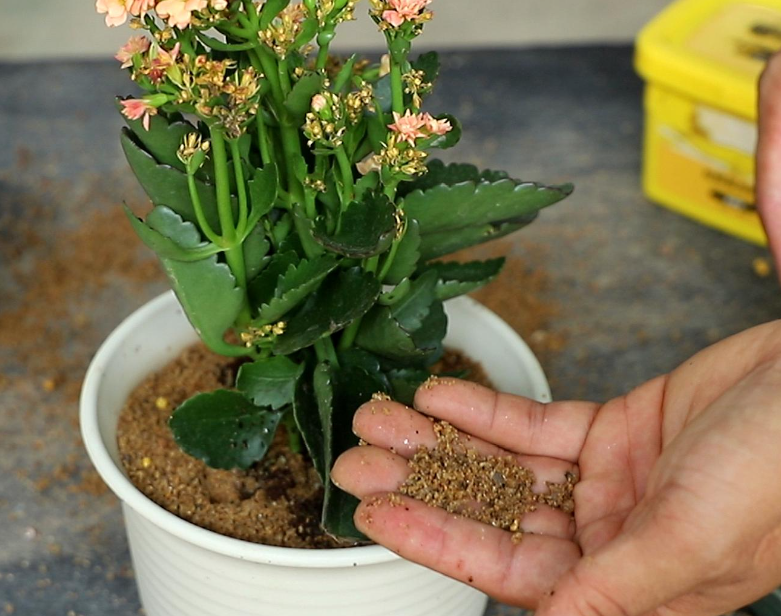 新换盘的花用不用浇水