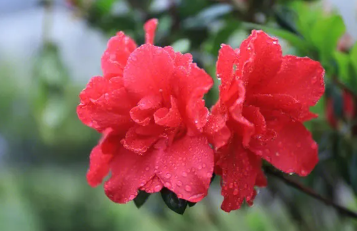 杜鹃花可以全部换土吗