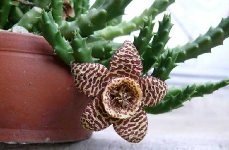 豹皮花的花期是多久