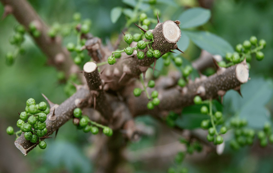 花椒树施肥最佳时间