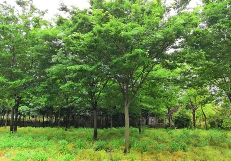 榉树一年能长多粗