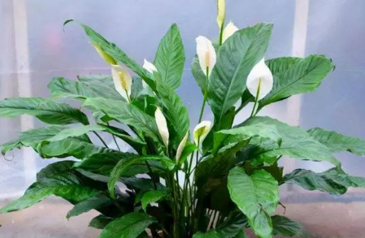 一帆风顺花的摆放禁忌