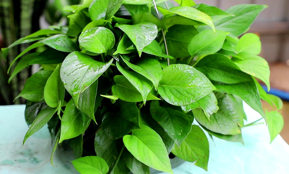 养绿萝用哪种花盆