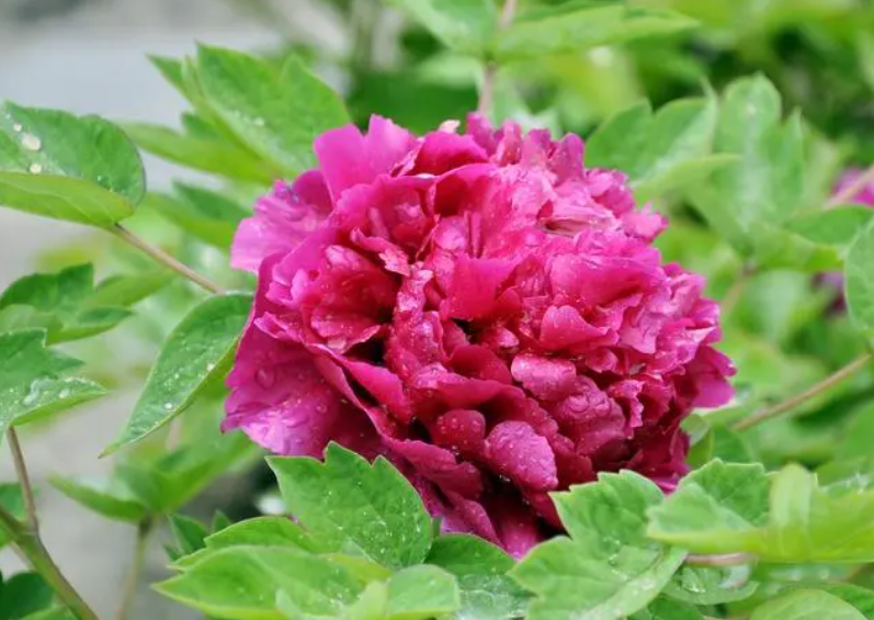 牡丹播种几年开花