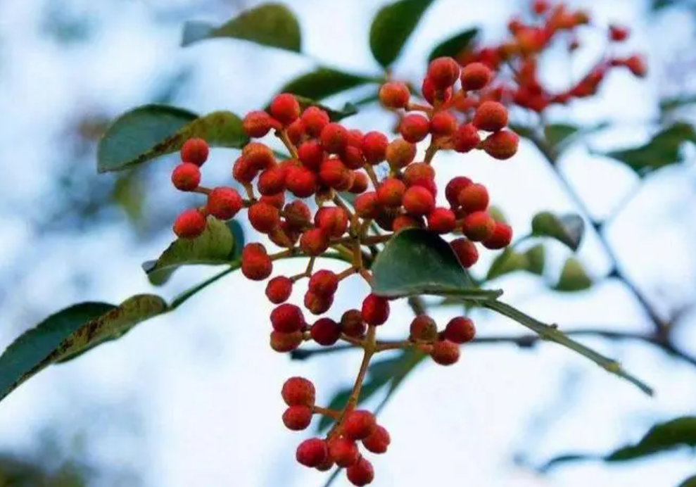 花椒种子能种出来吗