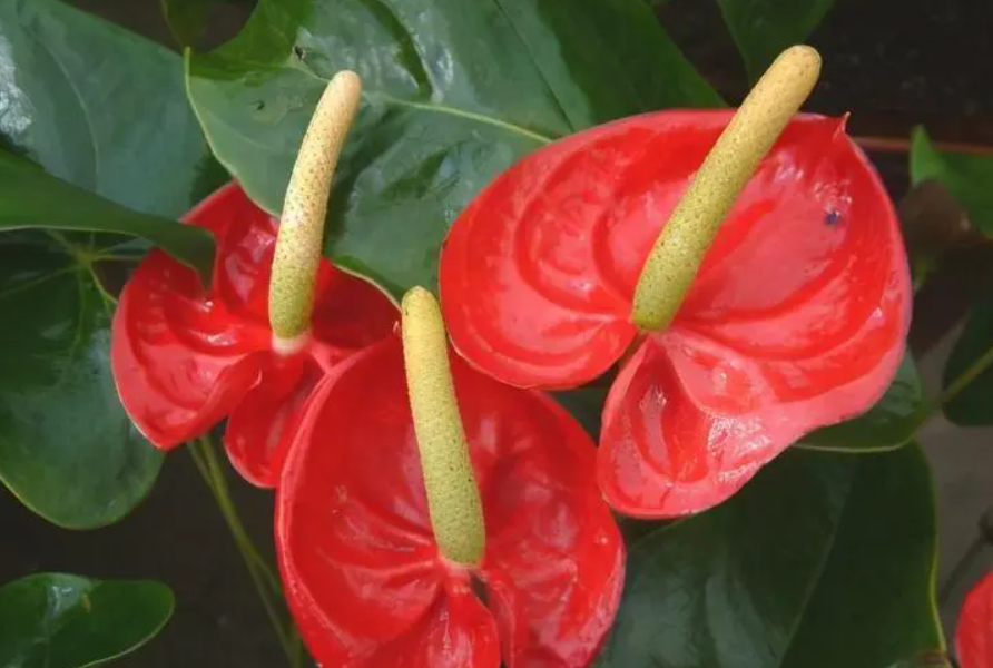 火鹤施什么肥最好开花多