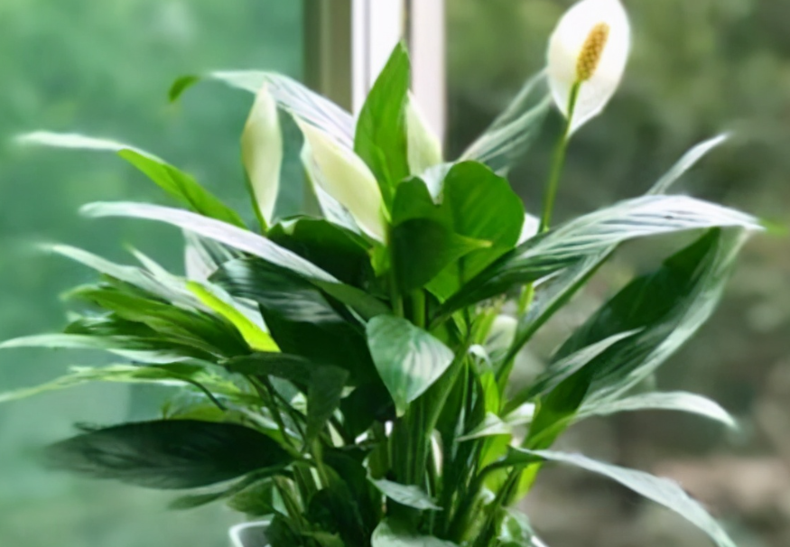 一帆风顺花怎么施肥