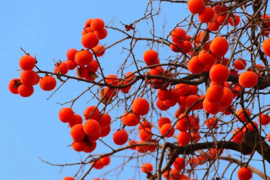 柿子树适合在家种植吗