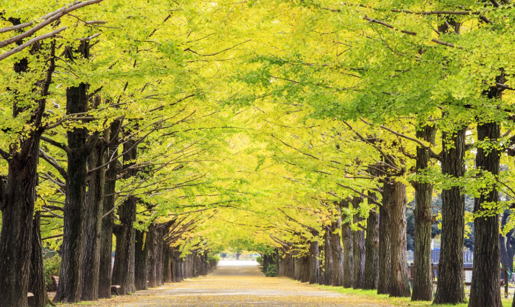 银杏树不能栽在门口吗