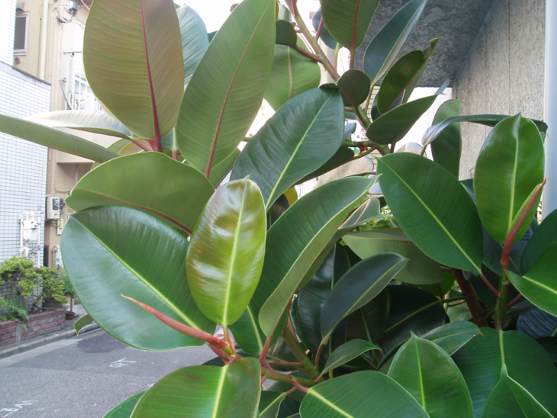 橡皮树需要多浇水吗