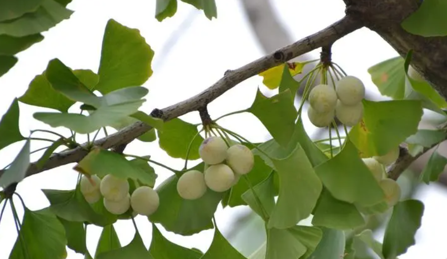 银杏树的养护方法