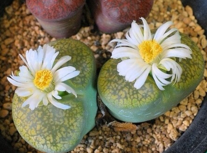 只有一颗生石花怎么繁殖