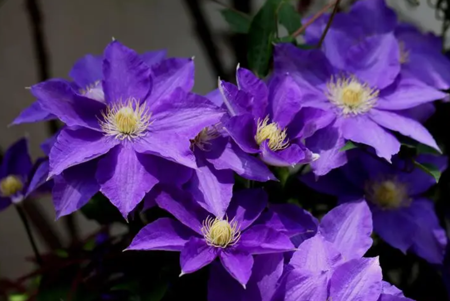 十种室内最好养的花