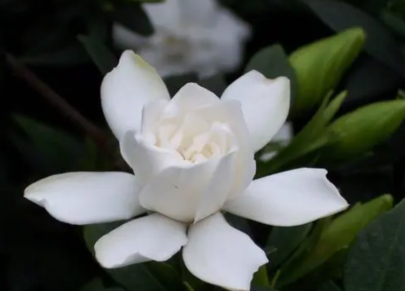 栀子花能施复合肥吗