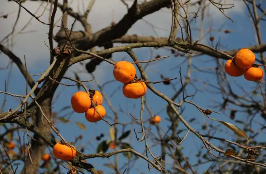 家里种三棵柿子树的寓意