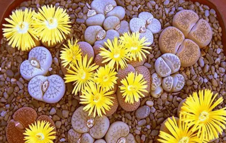 石生花用多深的盆好