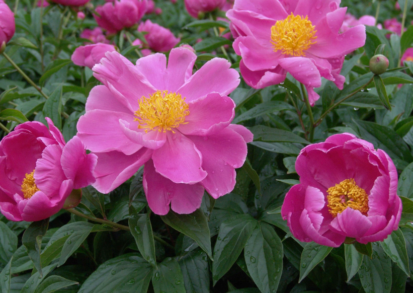 适合南方的芍药花品种