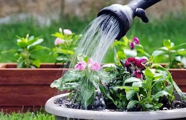 下雨水浇花好吗