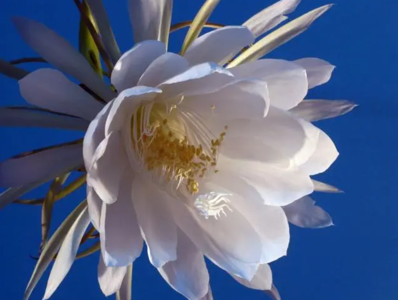 昙花怎么养才能养好