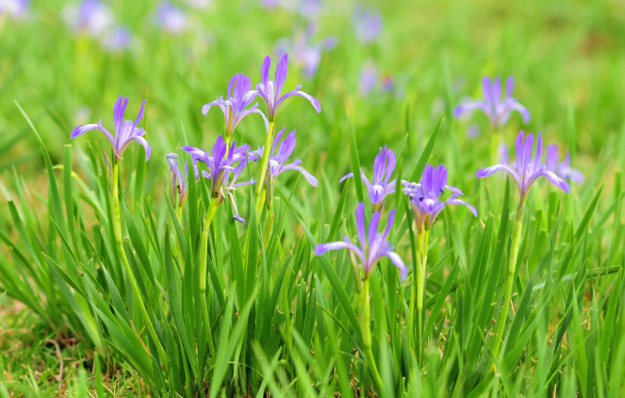 马兰花种子种植方法