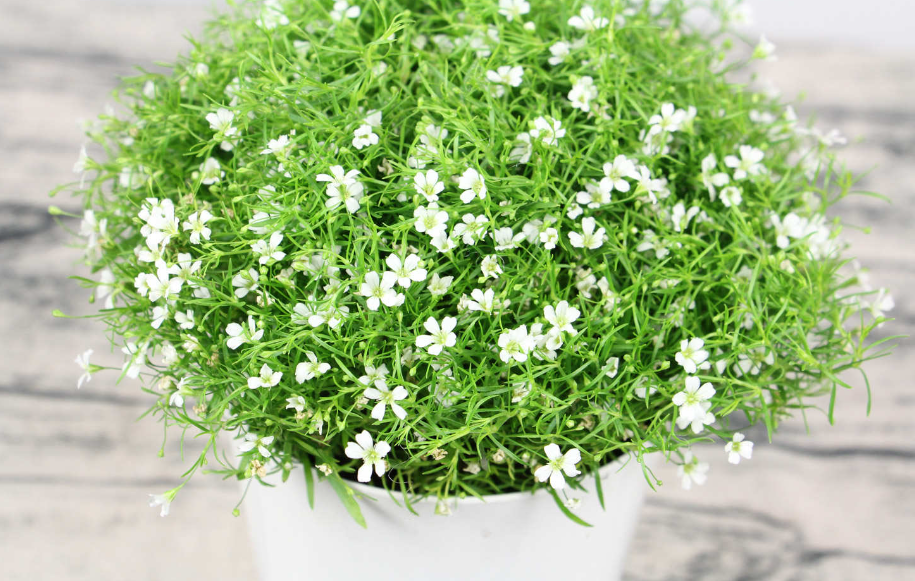 像满天星一样的小白花