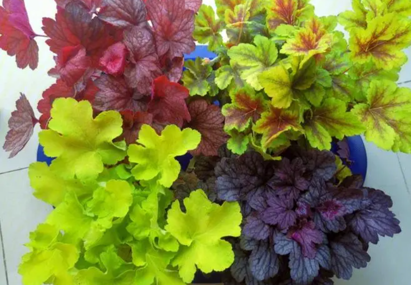 矾根用多大的花盆种