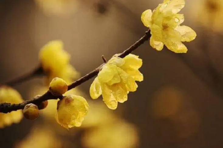 黄金梅花卉室内怎养殖