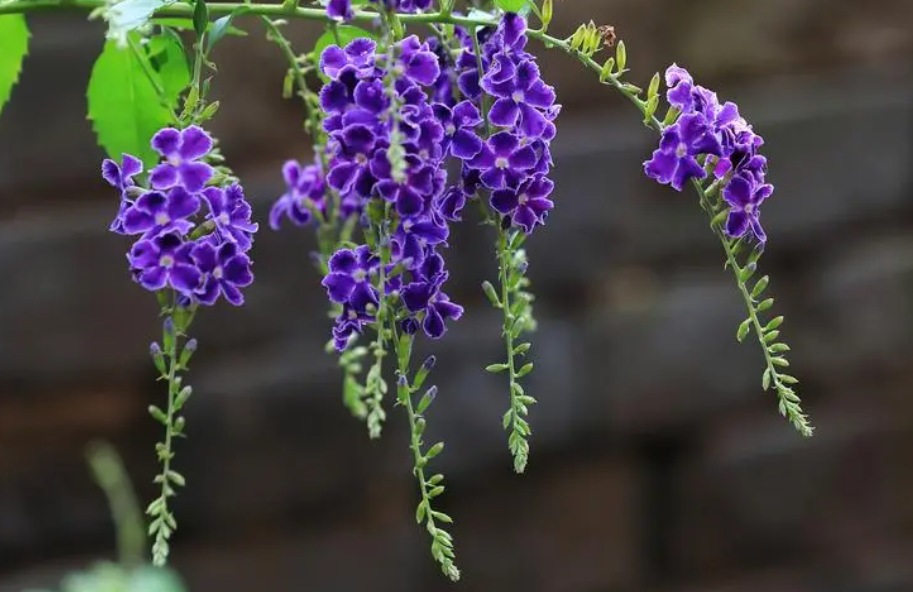 金露花一年开几次花