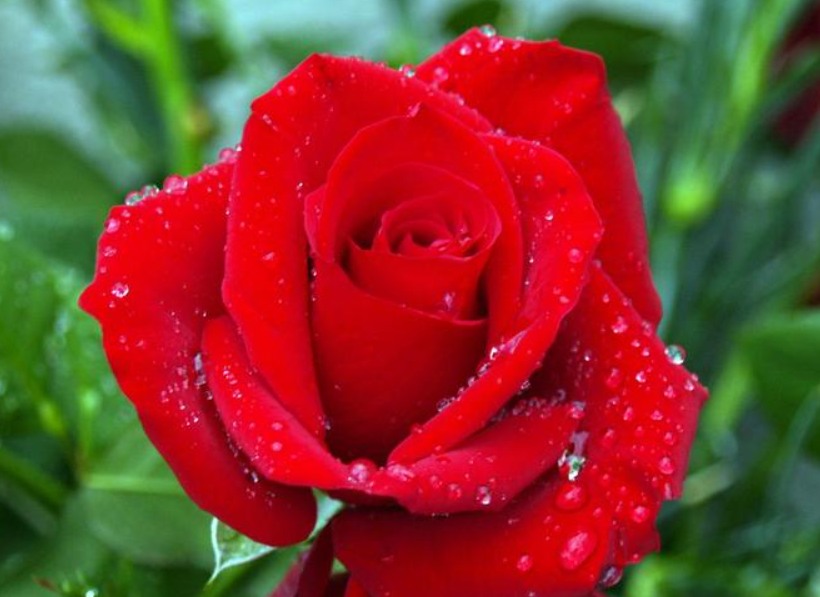 玫瑰花花期可以施肥吗