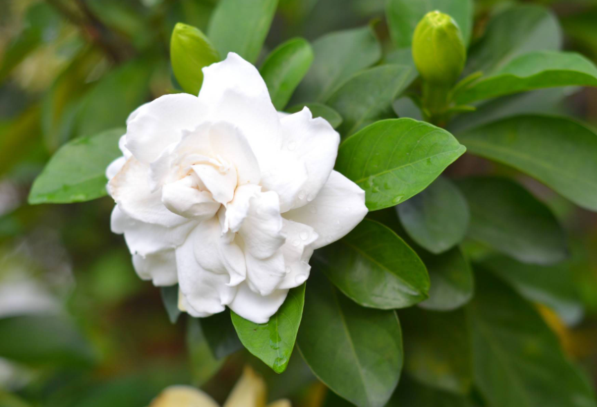 栀子花可以用陶瓷盆养吗