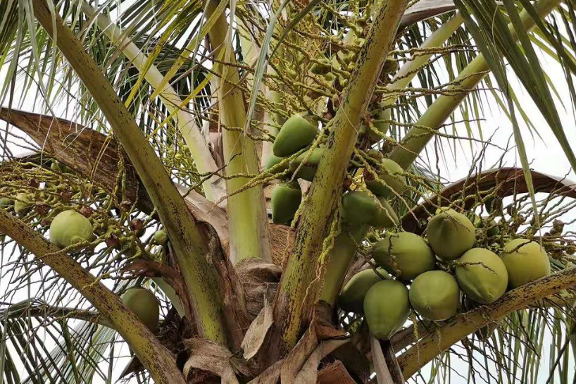 广西椰子树为什么不结果