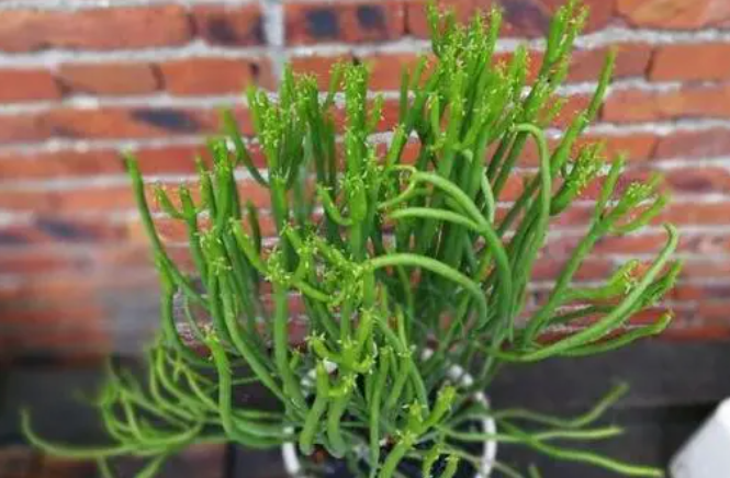 光棍树烂根了如何挽救