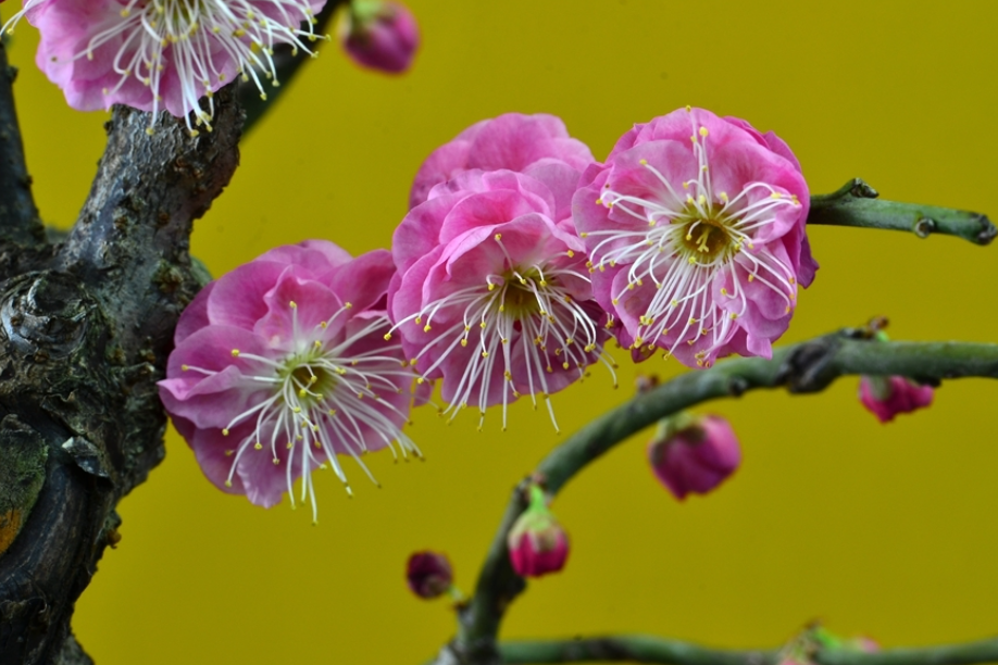 梅花扦插最佳时间