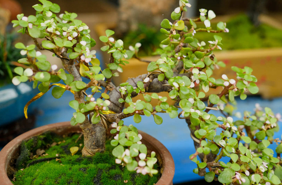 金枝玉叶怎么养才能开花