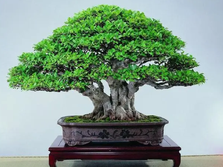 榕树盆景在什么季节换盆