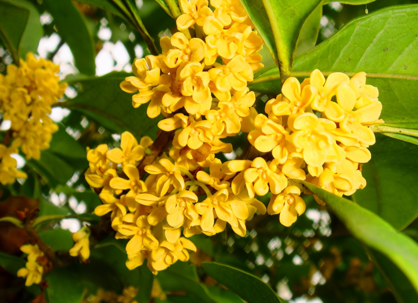 桂花树为什么养不活