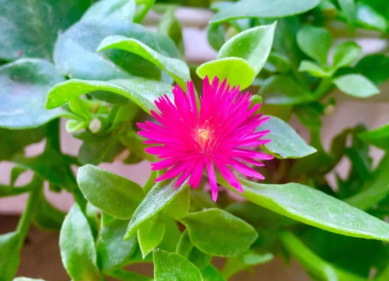 心叶日中花喜欢阴暗还是阳光