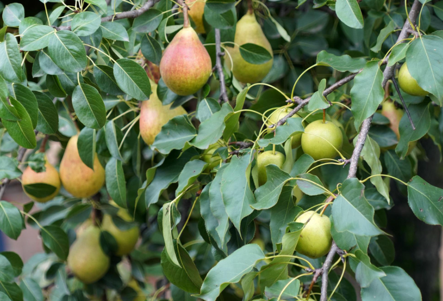 梨树一年修剪几次最好