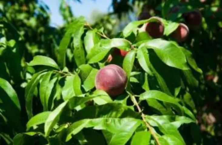 桃树重茬处理方法