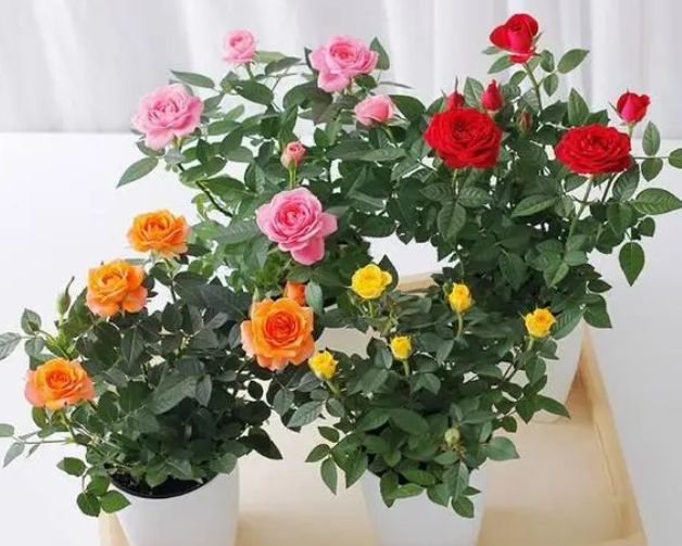 怎样种玫瑰花盆栽