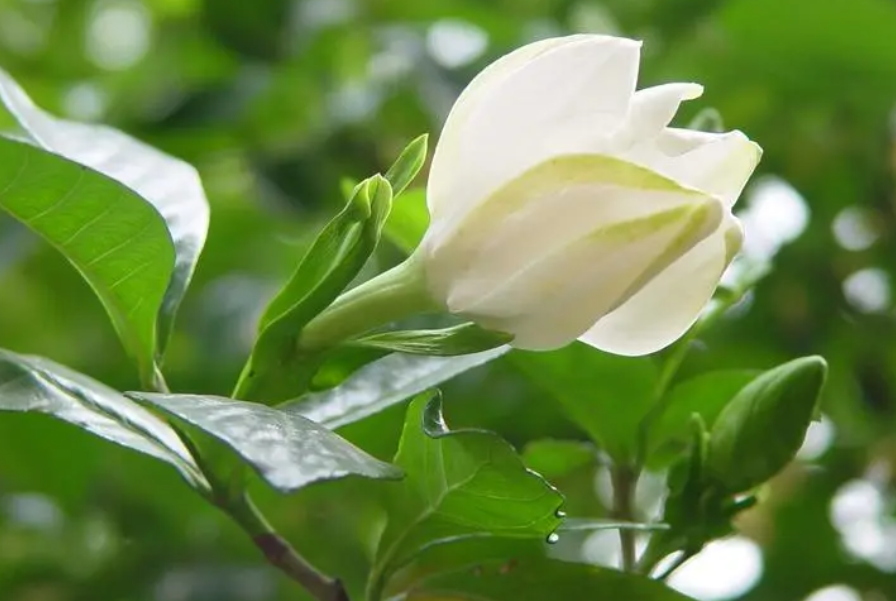 栀子花室内养殖冬天开花吗