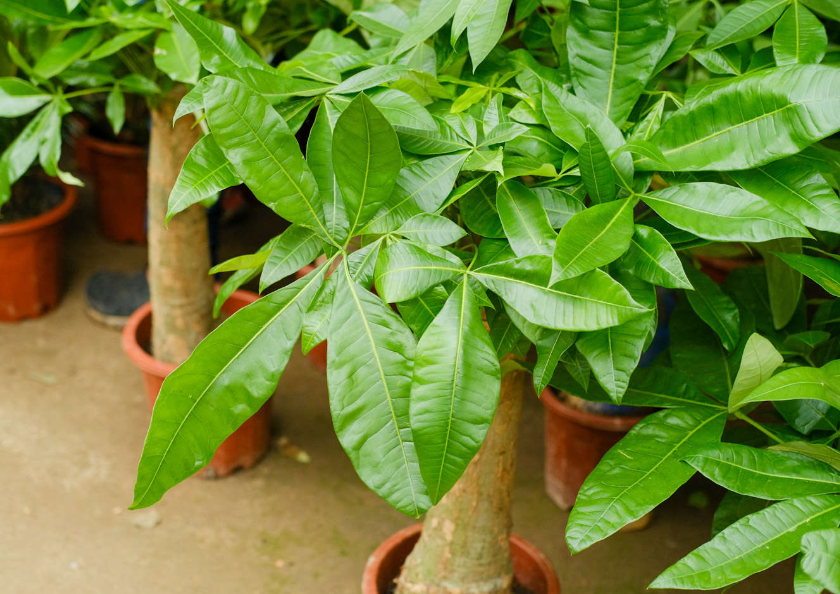 发财树能用来嫁接吗